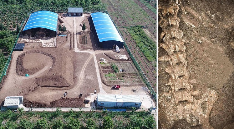 2000-летний скелет гигантской панды обнаружили в гробнице китайского императора