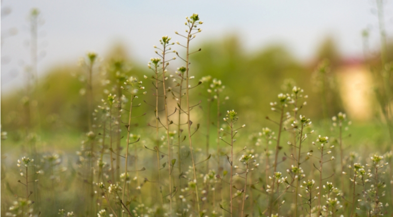5 весенних сорняков, которые едим сейчас, не ожидая милости от природы. Плюс рогоз