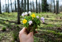 5 весенних сорняков, которые едим сейчас, не ожидая милости от природы. Плюс рогоз