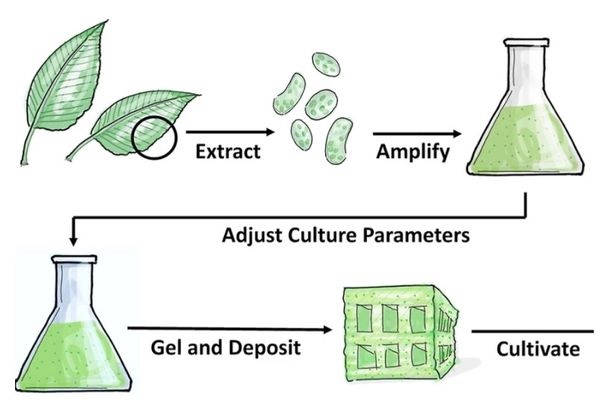 Древесину для мебели будут выращивать всего из нескольких клеток растения