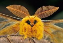 Эволюция насекомых оказалась сложнее, чем считалось ранее