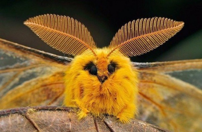 Эволюция насекомых оказалась сложнее, чем считалось ранее