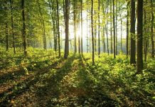 Глобальное потепление повлияет на рост деревьев