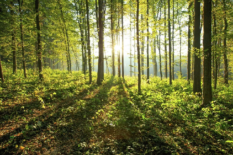 Глобальное потепление повлияет на рост деревьев