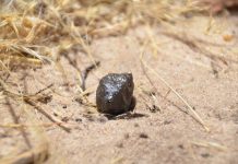 Историю упавшего на Землю астероида проследили на 22 миллиона лет назад