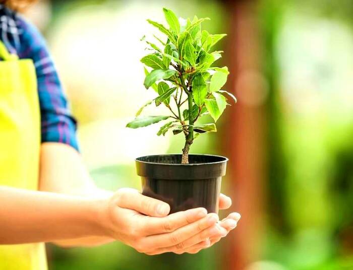 Как вырастить лаврушку в домашних условиях