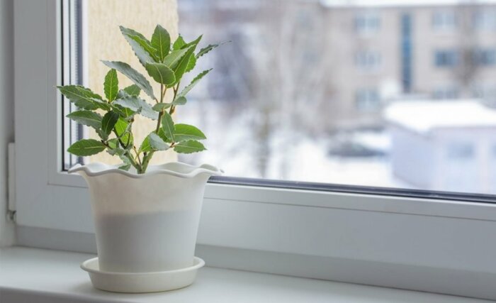 Как вырастить лаврушку в домашних условиях