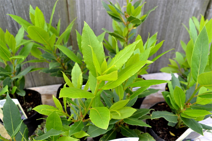 Как вырастить лаврушку в домашних условиях
