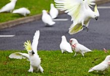 «Птичий апокалипсис»: тысячи попугаев захватили австралийский город