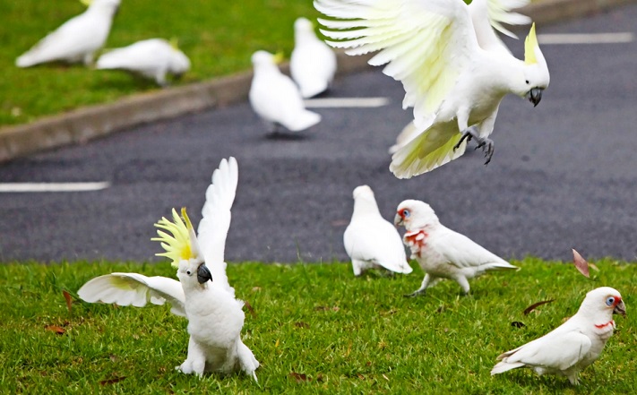 &laquo;Птичий апокалипсис&raquo;: тысячи попугаев захватили австралийский город