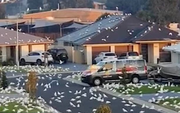 &laquo;Птичий апокалипсис&raquo;: тысячи попугаев захватили австралийский город