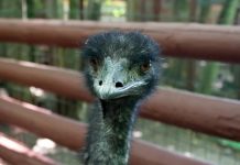 Страус проглотил дорогую серьгу из уха посетительницы зоопарка