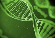 Травы способны изменять свою ДНК генами других растений