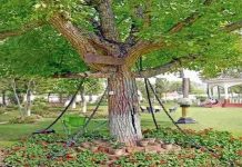 В Пакистане дерево более века находится под арестом