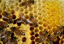 Девочка обнаружила в стене своей спальни огромный улей с пчелами