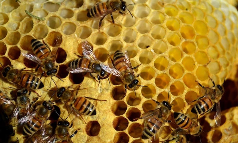 Девочка обнаружила в стене своей спальни огромный улей с пчелами