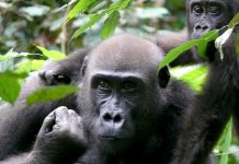 Добыча полезных ископаемых в Африке угрожает популяции человекообразных обезьян