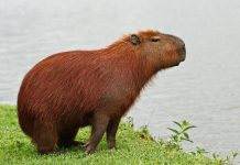 Капибара: самый крупный грызун в мире, имеющий гигантского доисторического предка