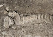 Кости древнего ящера обнаружили в Самарской области