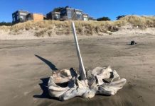 На калифорнийском пляже нашли огромный череп неизвестного существа