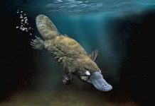 Почему у утконоса нет желудка, выяснили генетики