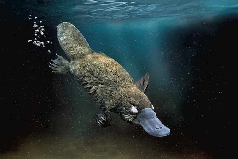 Почему у утконоса нет желудка, выяснили генетики