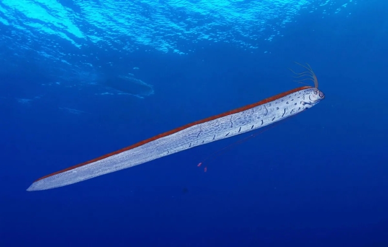 &laquo;Рыбу судного дня&raquo; обнаружили перед землетрясением на Тайване