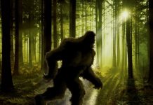 Семья из Калифорнии утверждает, что встретила в лесу снежного человека