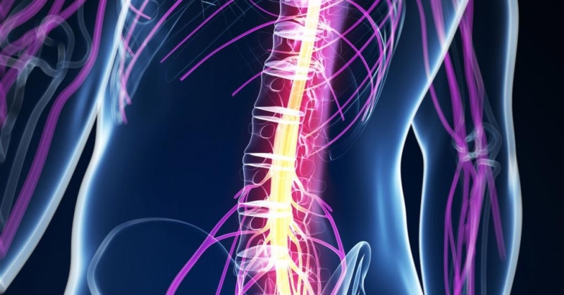 Ученые разработали новую технологию восстановления функций спинного мозга