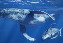 Ученые устанавливают контакт с нечеловеческим водным разумом: китами