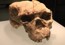 В Китае учёные обнаружили три черепа возрастом около 1 миллиона лет