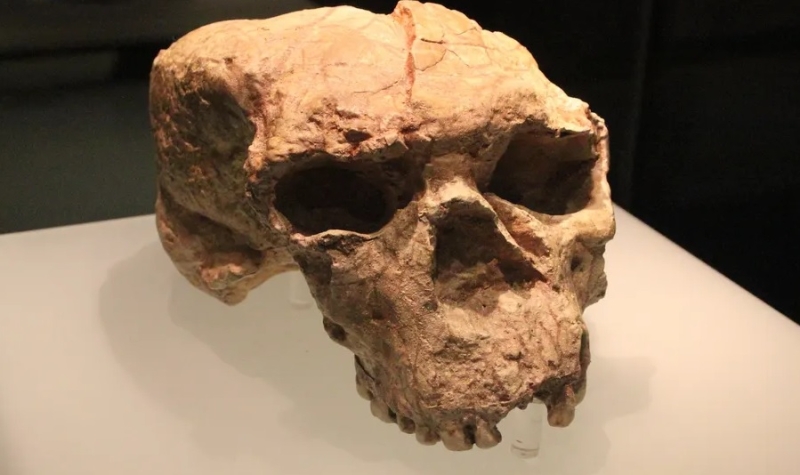 В Китае учёные обнаружили три черепа возрастом около 1 миллиона лет