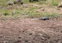 В Тайване запечатлели необычную реку многоножек