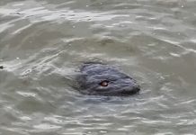 Неизвестное существо с красными глазами запечатлели в Темзе