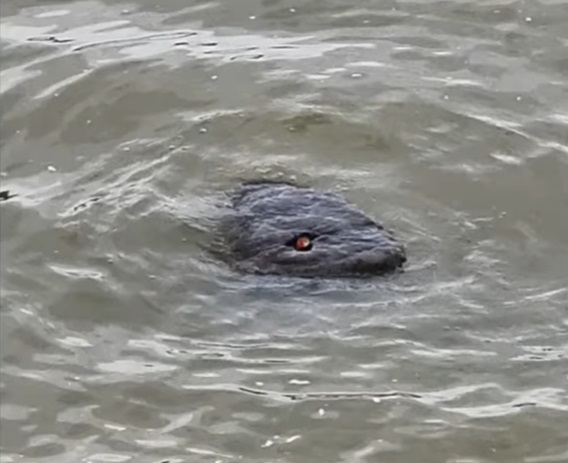 Неизвестное существо с красными глазами запечатлели в Темзе
