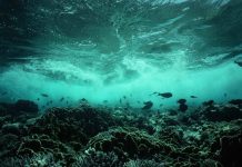 Ученые зафиксировали рекордную температуру поверхности моря в Южной Флориде