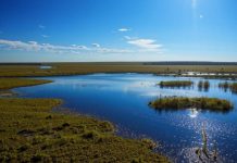 В сибирских болотах ученые обнаружили мощный источник метана