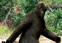 Беспилотник запечатлел «снежного человека», прогуливающегося по лесу