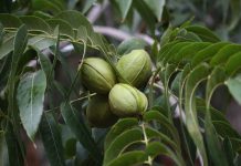 Грецкие орехи когда-то росли в Арктике, выяснили исследователи