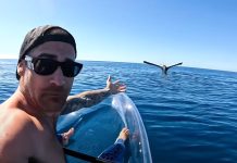 Исследователь запечатлел в океане «застывшего» на месте кита (ВИДЕО)