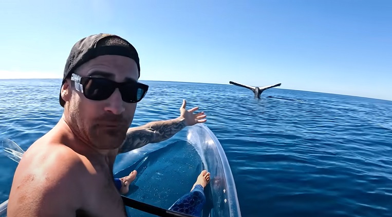 Исследователь запечатлел в океане &laquo;застывшего&raquo; на месте кита (ВИДЕО)