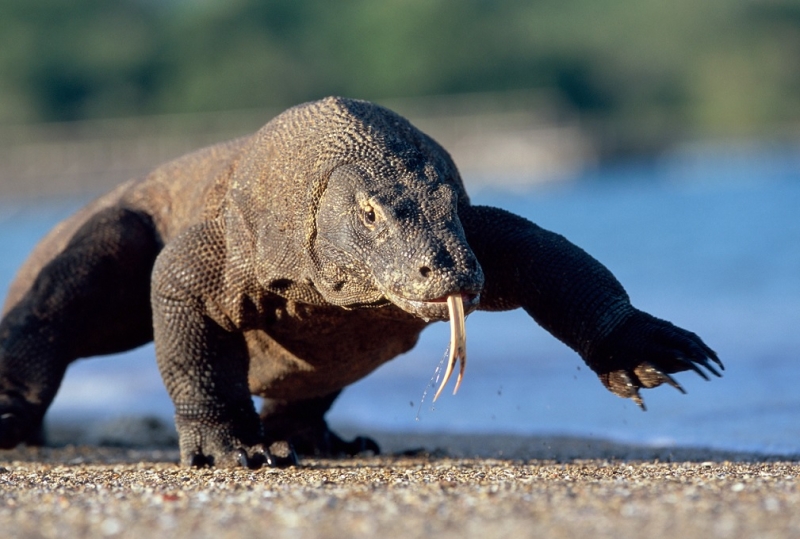 Исследователи обнаружили железное покрытие на зубах комодских драконов
