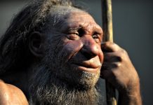 Тайна Y-хромосомы неандертальцев: Потерянное звено в эволюционной головоломке