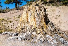 В Японии обнаружили древний лес эпохи позднего миоцена