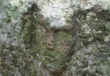 Высеченное на камне человеческое лицо обнаружили в Казахстане