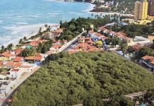 Загадка природы: гигантское дерево кешью в Бразилии