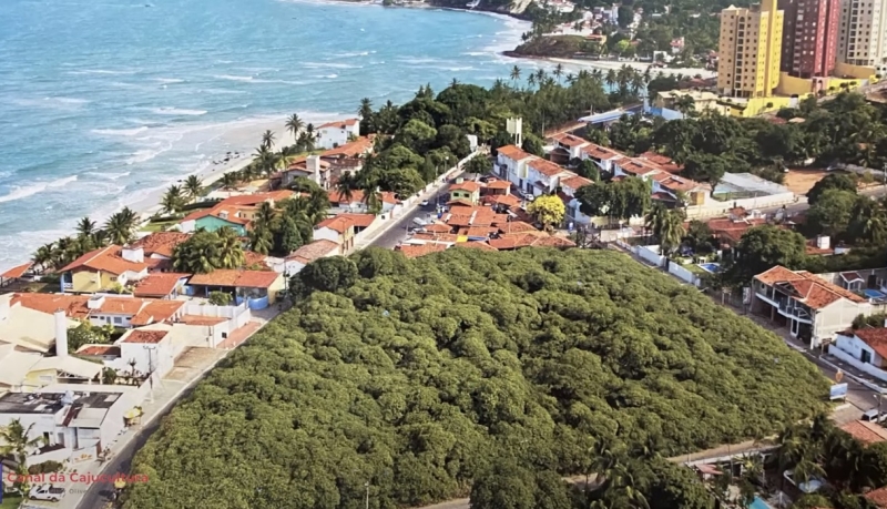 Загадка природы: гигантское дерево кешью в Бразилии