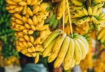 Банановая угроза: как грибковая инфекция уничтожает мировое производство бананов