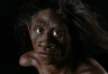 Древний предок человека Homo floresiensis оказался ещё меньше ростом, чем мы думали