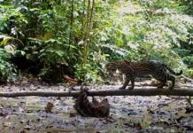 Медлительный ленивец дал отпор хищнику из семейства кошачьих (ВИДЕО)